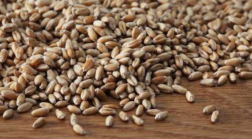 Зерна пшеницы для проращивания 500 r