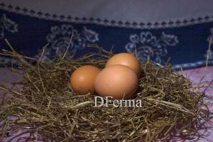 Яйцо куриное (1 дес.)